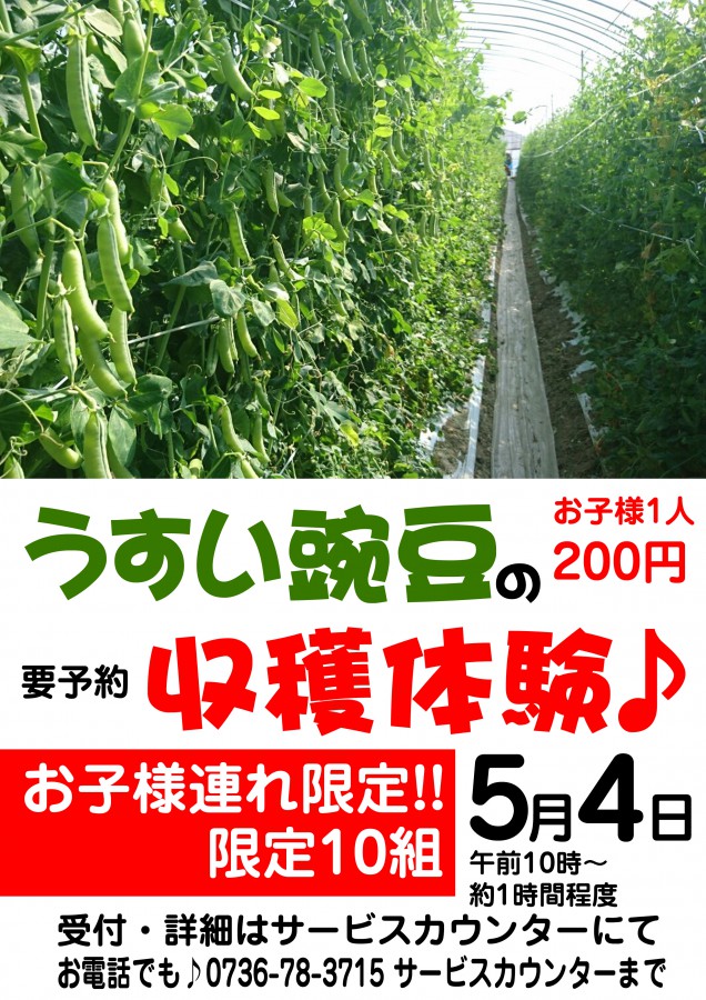 うすい豌豆収穫体験 copy