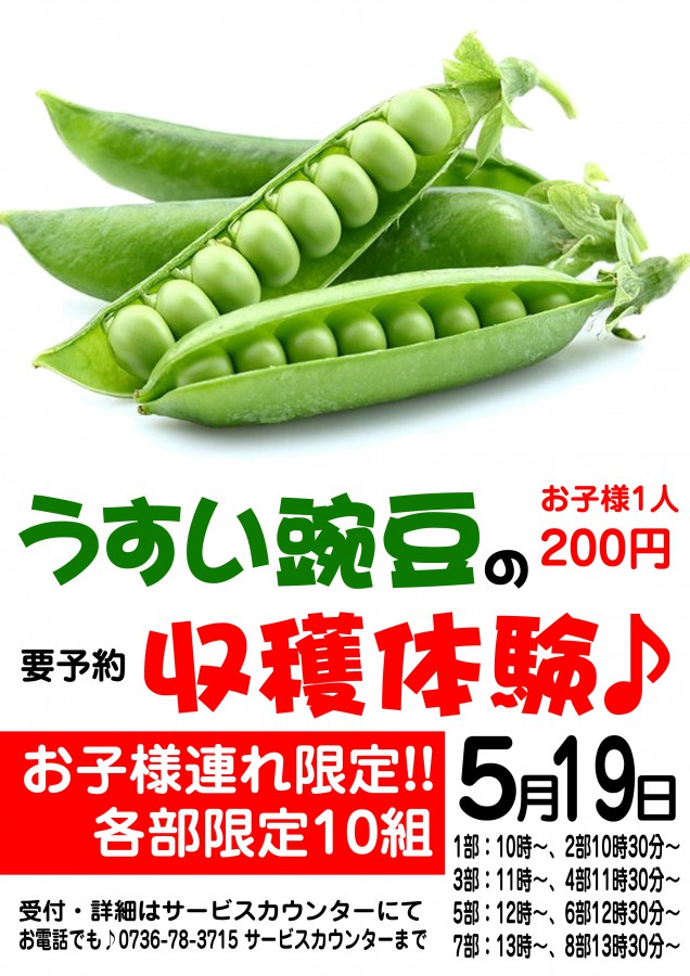 うすい豌豆収穫体験19日